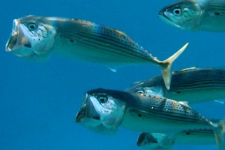 Rastrelliger kanagurta - Indische Makrele (Großmaul-Makrele)